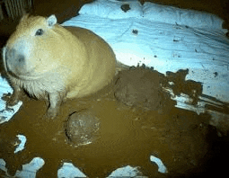 a capybara is sitting in a pile of mud .