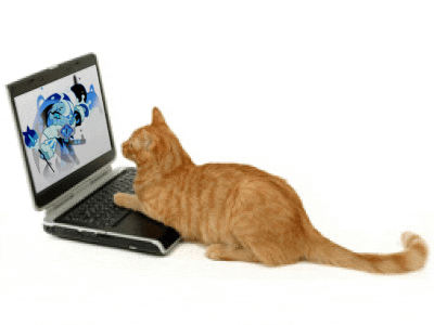 a cat is looking at a laptop with a picture of a man on the screen