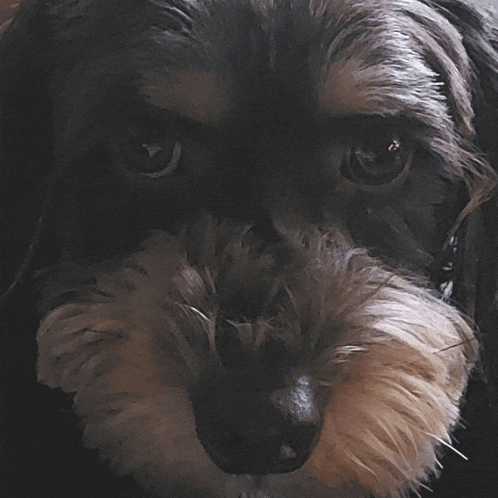 a close up of a dog 's face with a very dark background