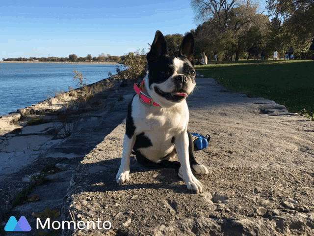 a black and white dog is sitting on a rock near the water with a momento logo in the background