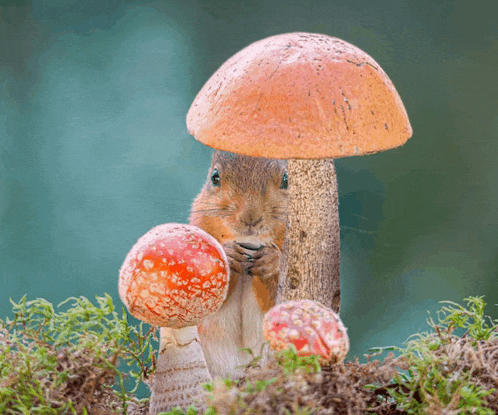 a squirrel is standing under a mushroom holding a mushroom