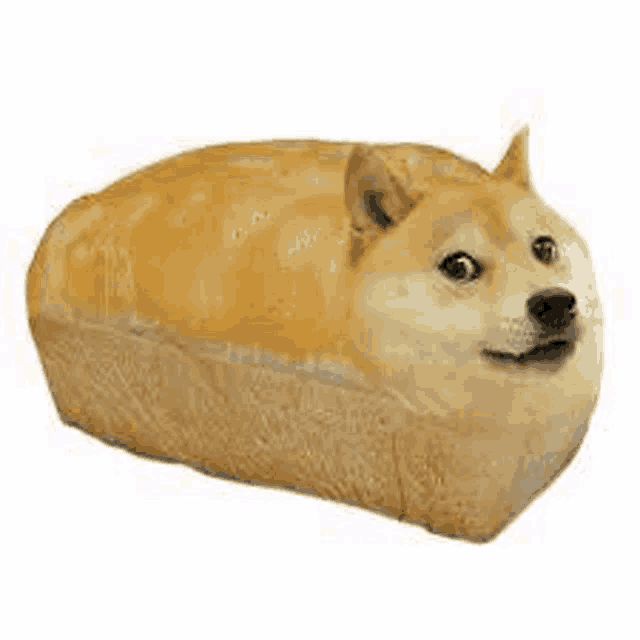 a doge is sitting inside of a loaf of bread on a white background .