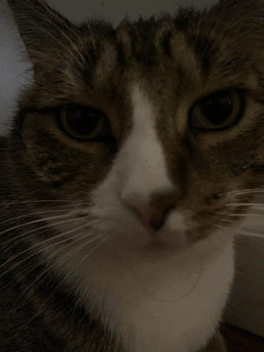 a close up of a cat 's face with a white nose and whiskers