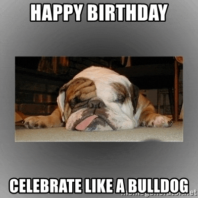 happy birthday celebrate like a bulldog meme with a picture of a bulldog