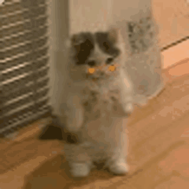 a black and white kitten is standing on its hind legs in front of a window .