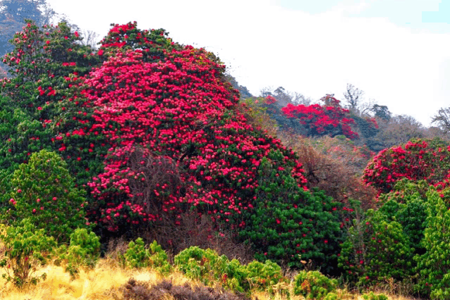 a lush green forest with lots of red flowers on the trees