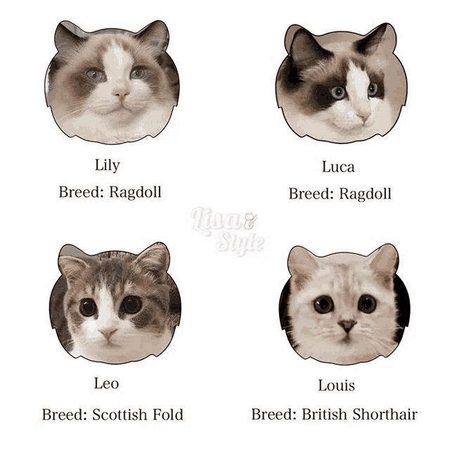 four different breeds of cats including lily luca and leo