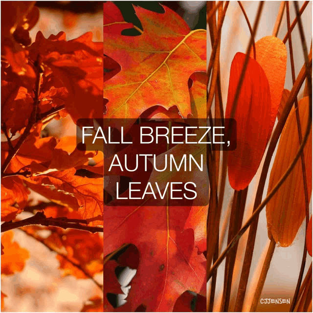 a collage of autumn leaves with the words fall breeze autumn leaves below them