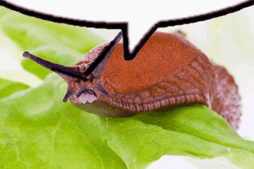 a snail is crawling on a green leaf with a speech bubble above it that says " v "