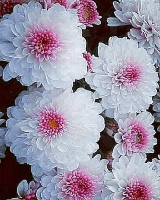 a bunch of white flowers with pink centers on a dark background