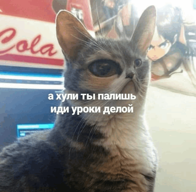 a cat is sitting in front of a cola machine