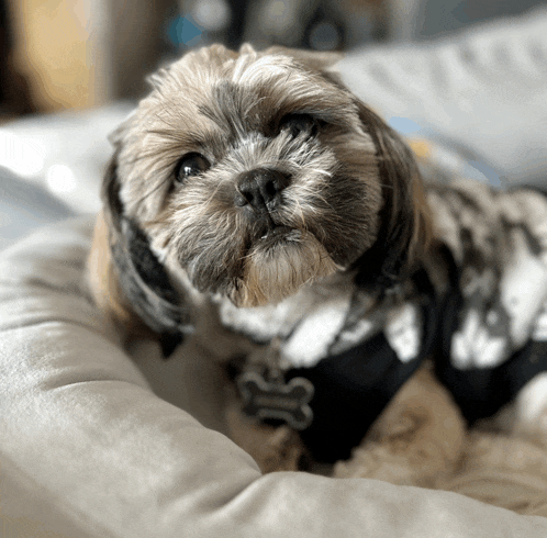 a small dog wearing a black and white sweater and a tag that says ' s ' on it