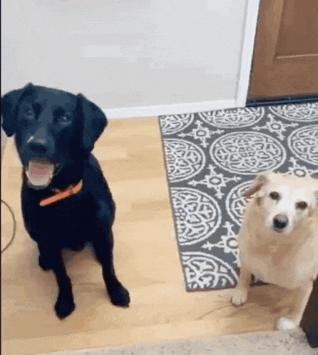 a black dog and a white dog are standing next to each other on a rug in a living room .