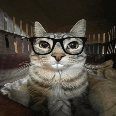 a cat wearing glasses looks at the camera while laying on a bed