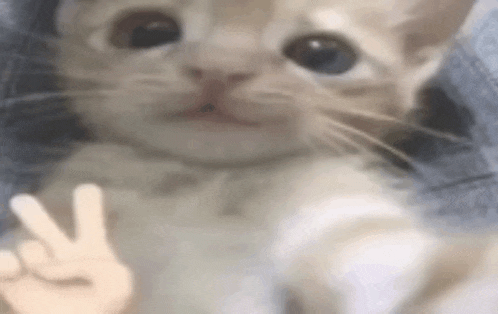 a close up of a cat giving a peace sign with its paw .