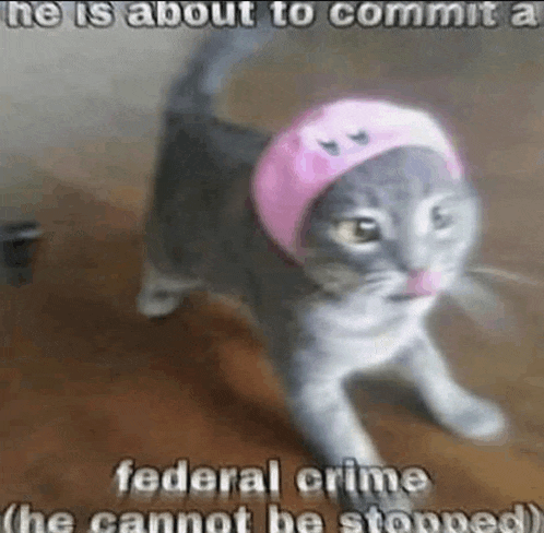 a cat wearing a pink hat is about to commit a federal crime he cannot be stopped .