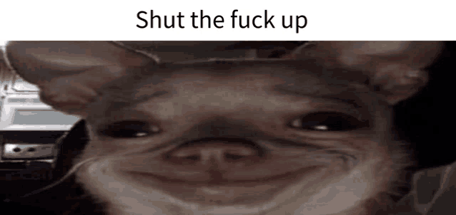 Stfu Dog Meme