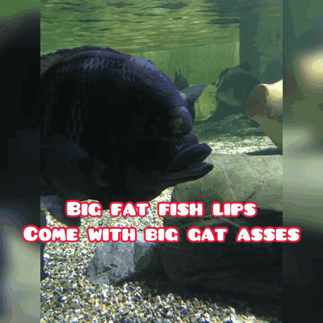 a picture of a fish with the caption big fat fish lips come with big cat asses