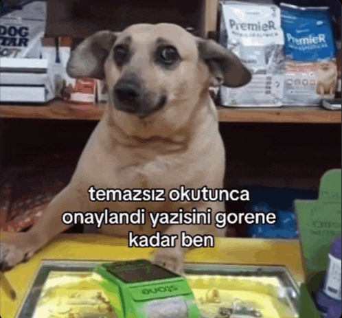 a dog is sitting in front of a premier dog food shelf