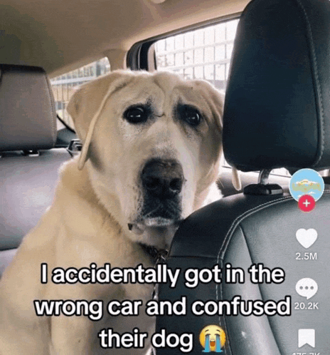 a dog sitting in the back seat of a car with a caption that says i accidentally got in the wrong car