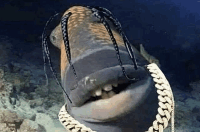 a fish with braids and a chain around its neck is swimming in the water .