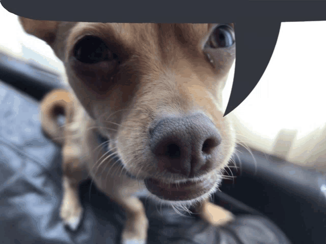 a close up of a dog 's face with a speech bubble behind it