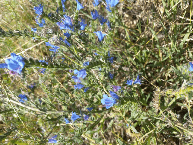 a bunch of small blue flowers are growing in the grass