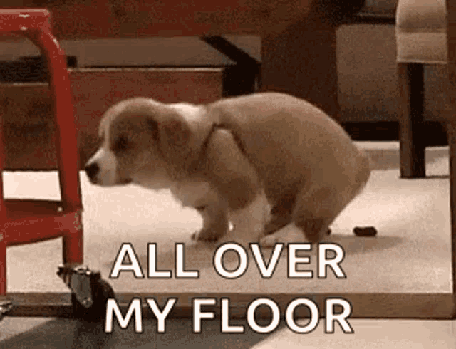 a puppy is sitting on the floor with the words `` all over my floor '' written above it .