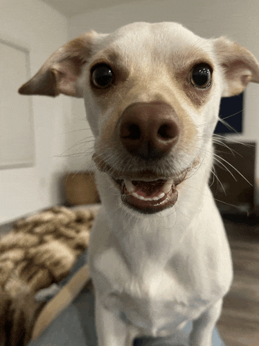 a small white dog with a brown nose is looking at the camera