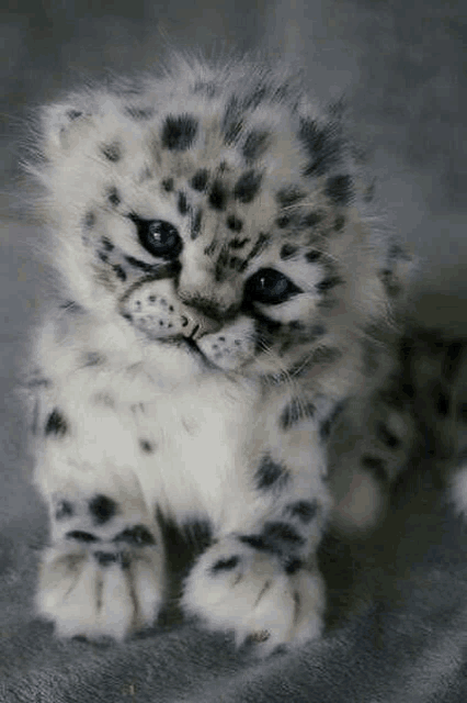 a baby snow leopard with blue eyes is sitting on a blanket on a gray surface .