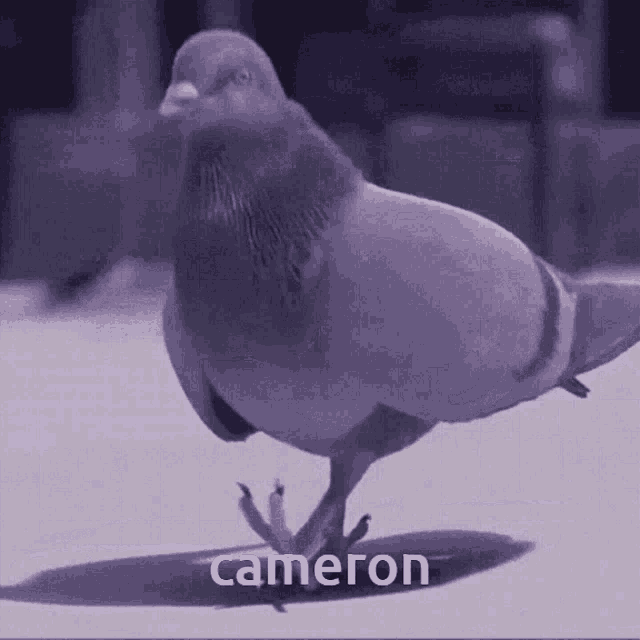 a pigeon with the name cameron written on the bottom