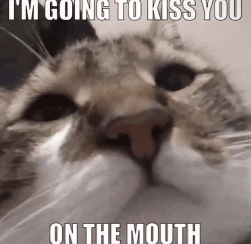 a cat with the caption i 'm going to kiss you on the mouth on its face