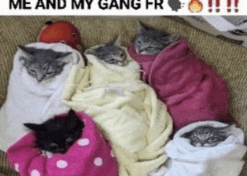 a bunch of kittens wrapped in blankets with the caption me and my gang fr