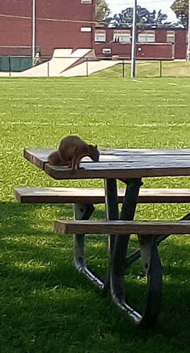 a squirrel sits on a picnic table in a park