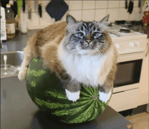 a cat is sitting on top of a watermelon on a kitchen counter