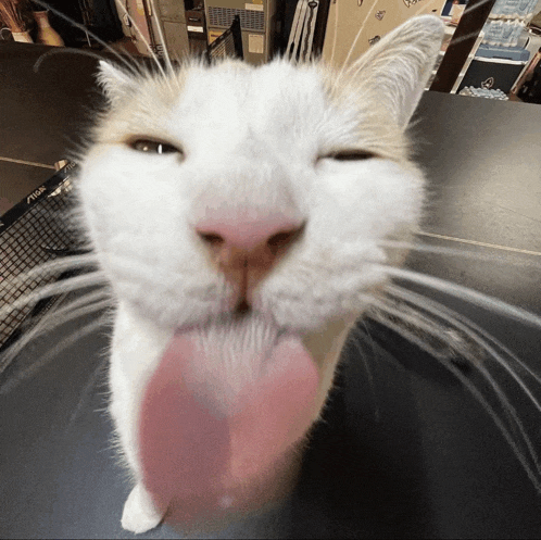 a close up of a cat 's face with its tongue out and a stiga net in the background