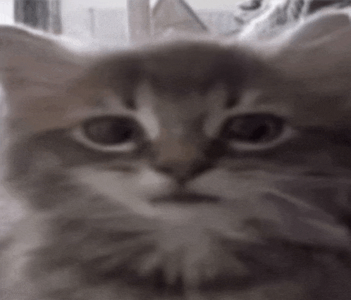 a close up of a cat 's face with a blurred background