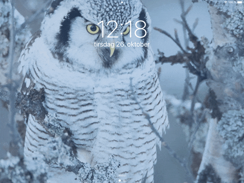 a phone screen shows a snowy owl with the time of 12:18