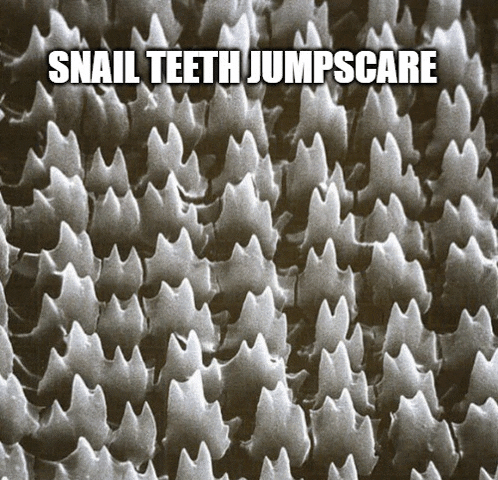 a picture of a snail 's teeth with the caption snail teeth jumpscare