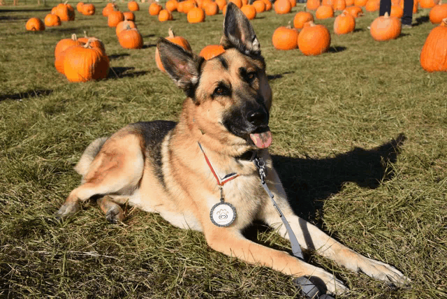 a german shepherd with a medal around his neck