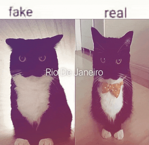 two pictures of a black and white cat with fake and real rio de janeiro written above them