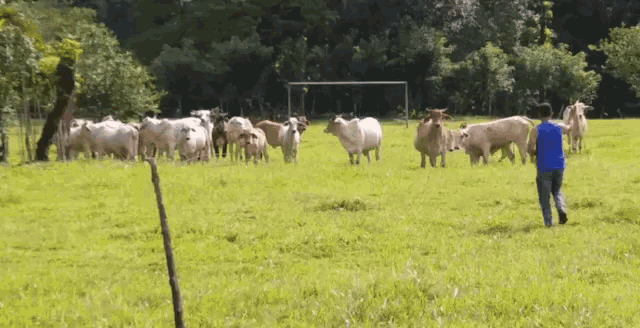 a man in a blue shirt is walking through a grassy field with a herd of cows in the background .