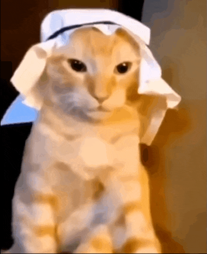 a cat wearing a white hat with a blue band around its head