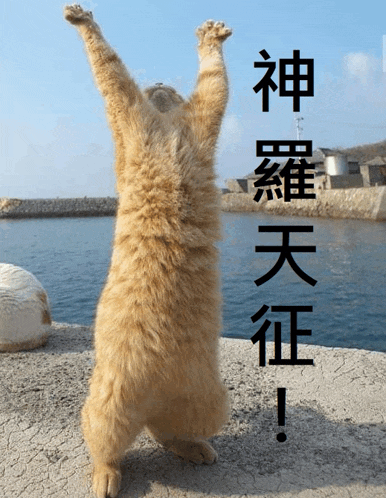 a cat is standing on its hind legs with its arms up in the air