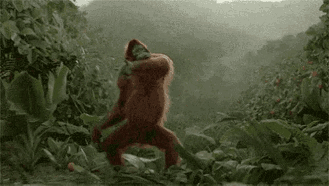 an orangutan is dancing in the jungle while holding a cat .