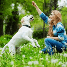 a woman is kneeling in the grass with a white dog jumping in the air .