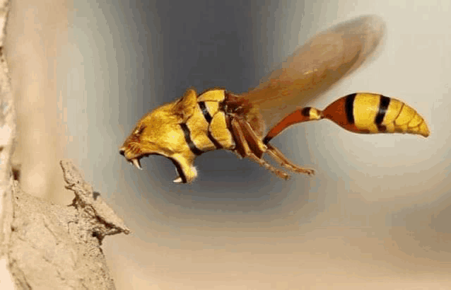 a wasp with a tiger 's head is flying through the air .