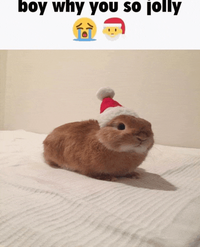 a rabbit wearing a santa hat with the words boy why you so jolly above it