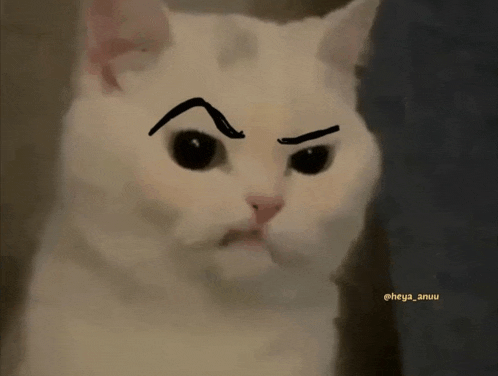 a drawing of a white cat with a drawing of an eyebrow