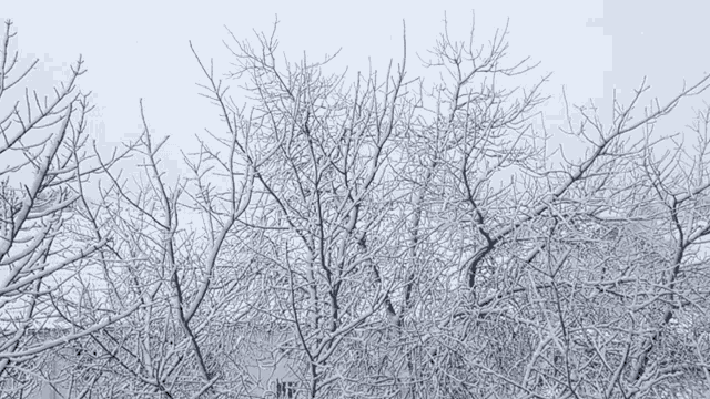 a snowy forest with trees covered in snow and branches without leaves